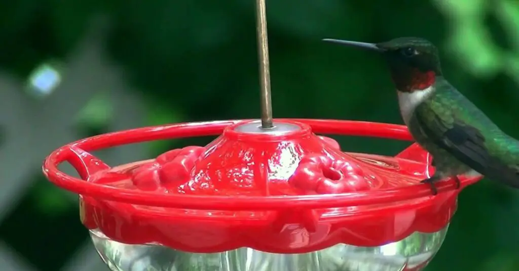 how to keep ants off hummingbird feeder