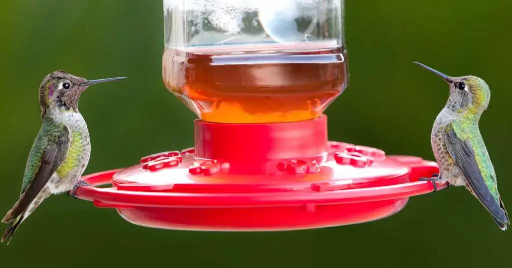 how to keep ants out of hummingbird feeder