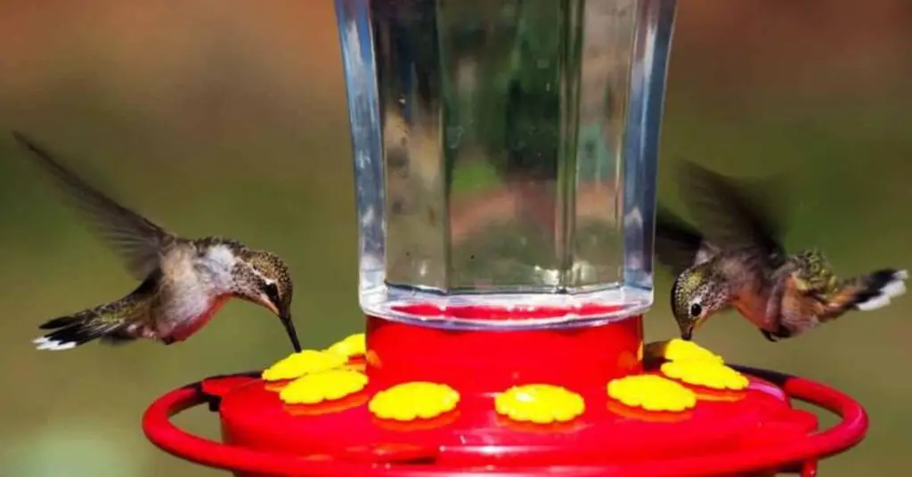 how to keep ants out of hummingbird feeders