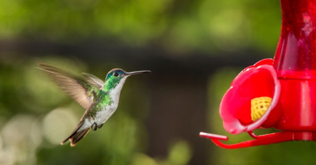 Keep Ants Away From Your Hummingbird Feeders