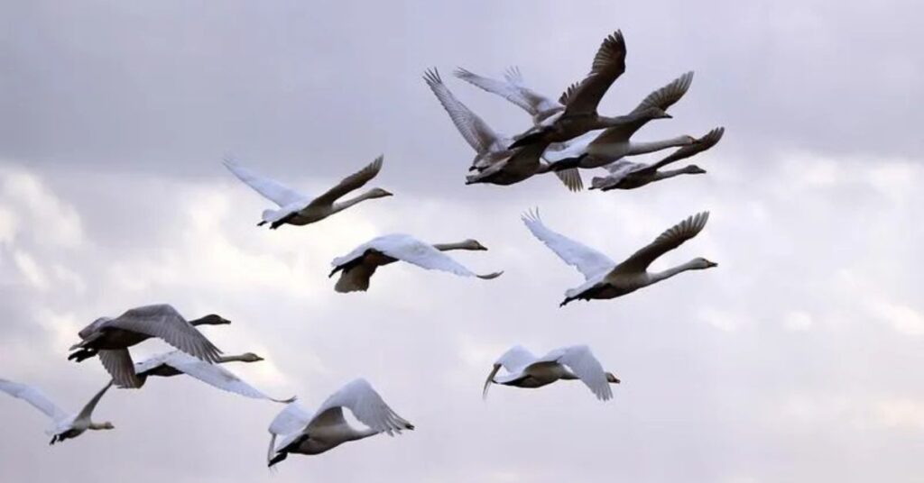 migration birds
