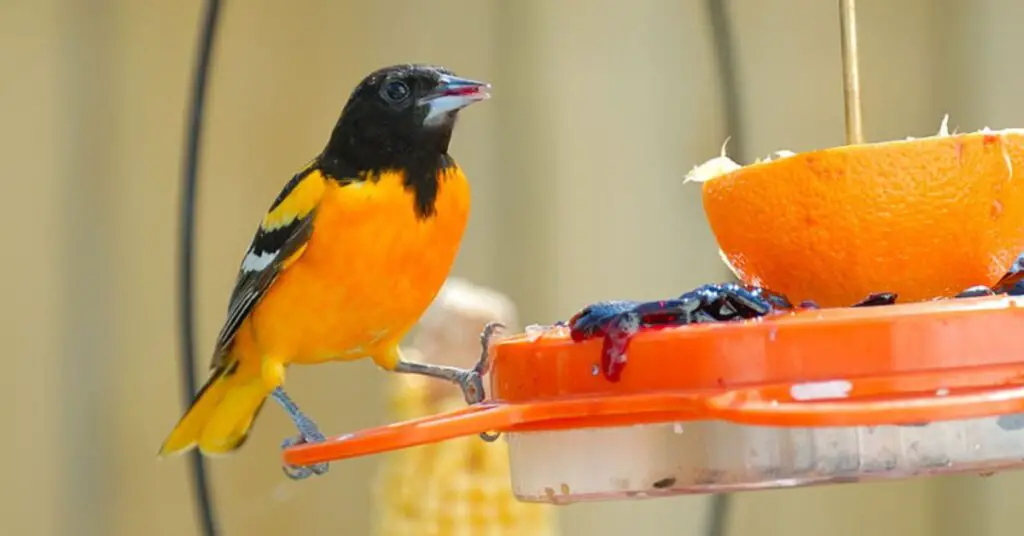 oriole bird feeder