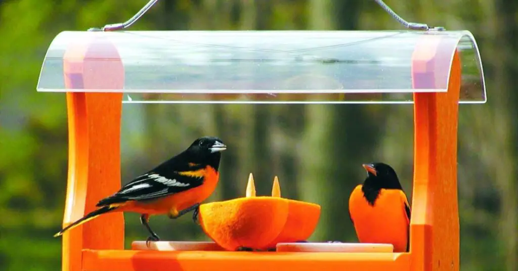 oriole bird feeders