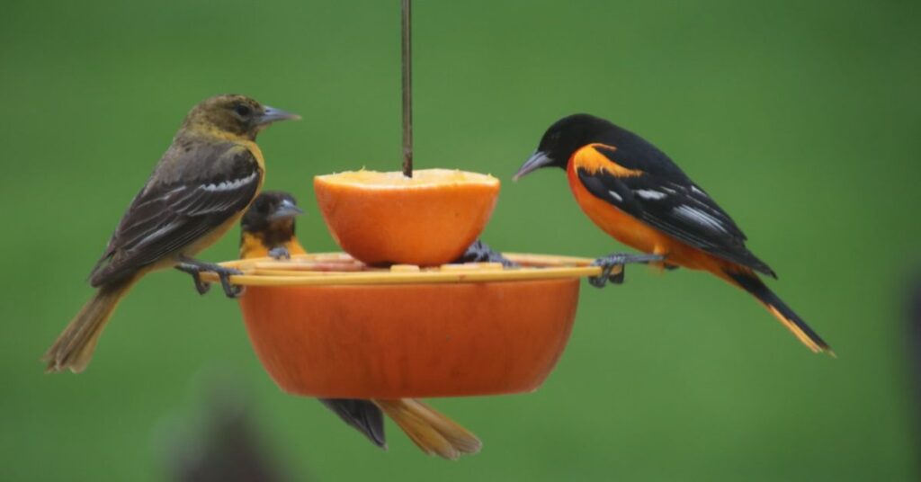 orioles bird feeder