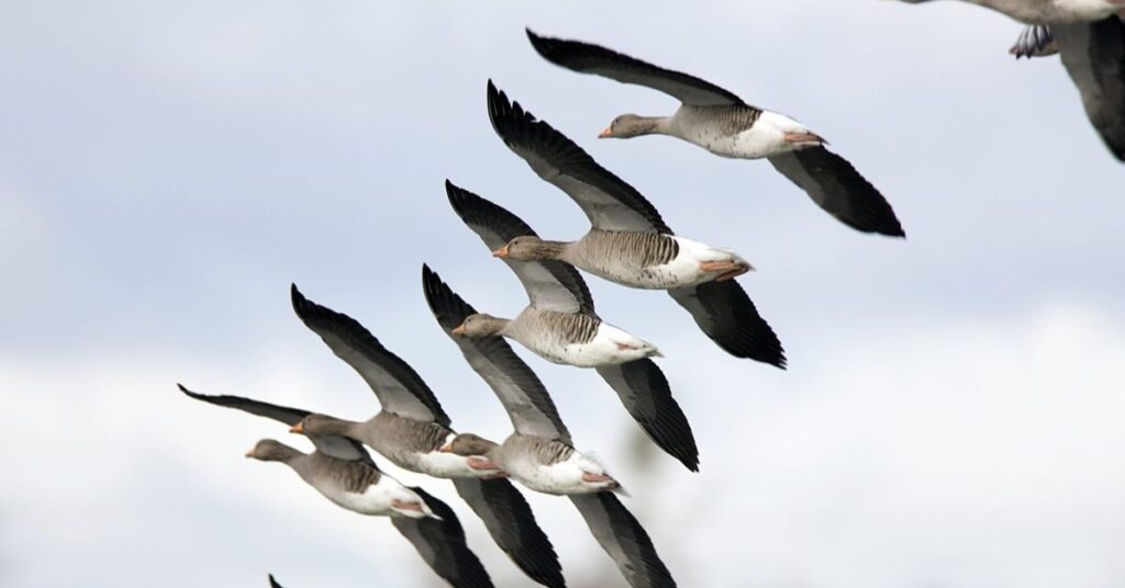 what birds are migrating right now