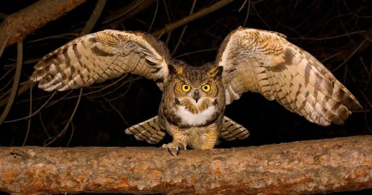 How To Attract Owls To Your Yard